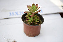 ��Ҷ�����ֲ��