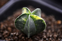 �������Ƕ���ֲ��