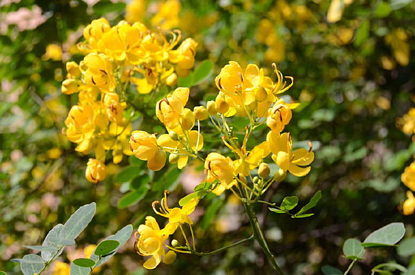 �ƻ�����