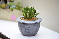 ���ڻ��ζ���ֲ��