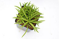 �����ζ���ֲ��