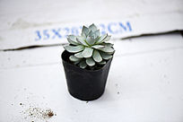 �����ζ���ֲ��