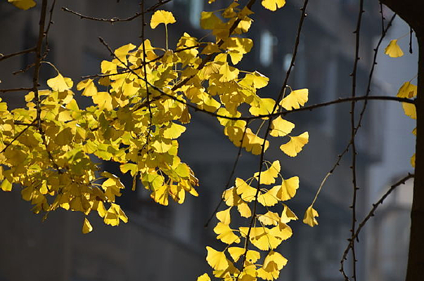 ·�ߵ�������