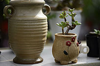 ��ɫҶ�ζ���ֲ��