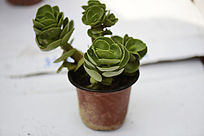 õ�廨״����ֲ��