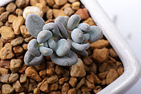 Ģ���ζ���ֲ��