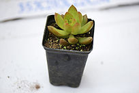 �ۻƺ�����ֲ��