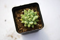 ���̰�״����ֲ��