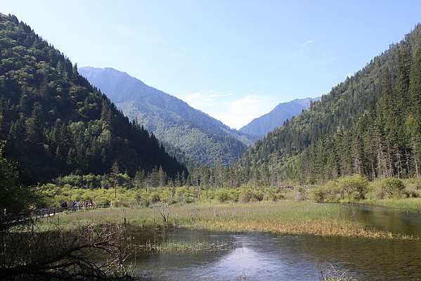 ɭ���еĺ���