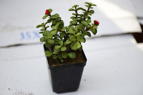 ����С�컨����ֲ��