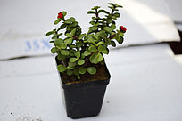 ����С�컨����ֲ��