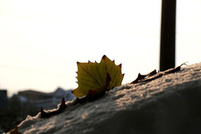 ��������Ҷ