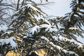 ��ѩ����