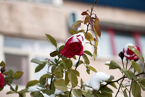 �����¼�