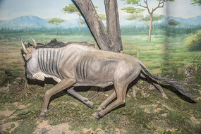 ��ţ����