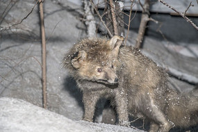 С��������