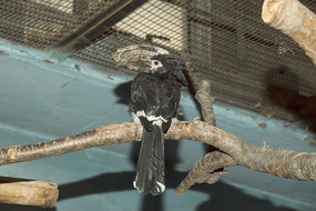 ��ɫ������