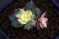 ��߿���Ҷ����ֲ��