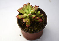 �����ͷ�����ֲ��