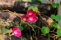 �������Ȼ�