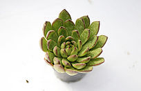 �����ζ���ֲ��