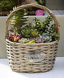 ��������ֲ�����