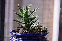 �����Ҷ����ֲ��