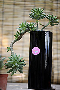 ��̽����������ֲ��