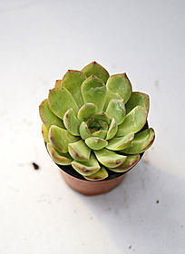 �����ζ���ֲ��