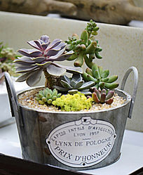 ľͰ����ֲ�����