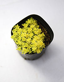 �ۻ�ɫ�ǻ�����ֲ��