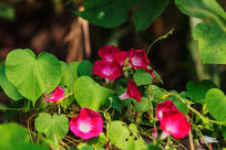 ǣţ������ʢ��