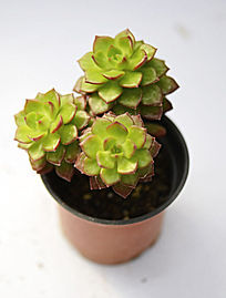 ���仨�ζ���ֲ��