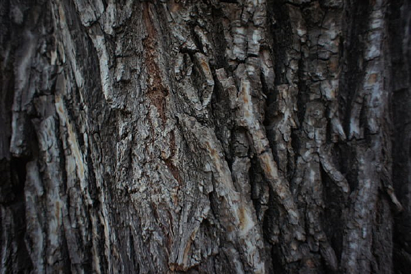 ������Ƥ