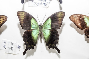 ���÷���걾