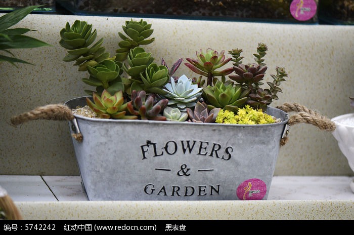 ��Ƥ�ж���ֲ�����ͼƬ