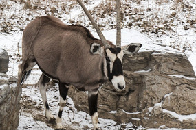 ��������