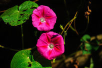 ӭ�ų���ʢ����ǣţ��