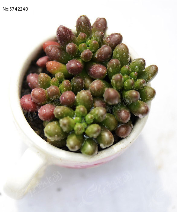 Բ���ζ���ֲ��ͼƬ