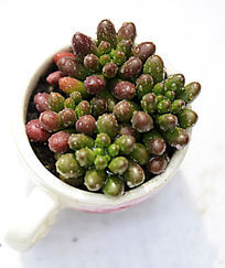 Բ���ζ���ֲ��