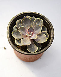 �Ϻ�ɫ����ֲ��