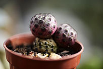 �Ϻ����������ֲ��