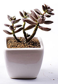 ��ɫ��֦������ֲ��