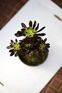 ��Ҷ����ջ��ζ���ֲ��