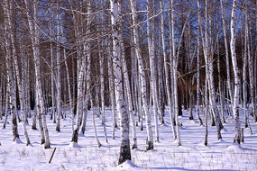 ������ѩ��