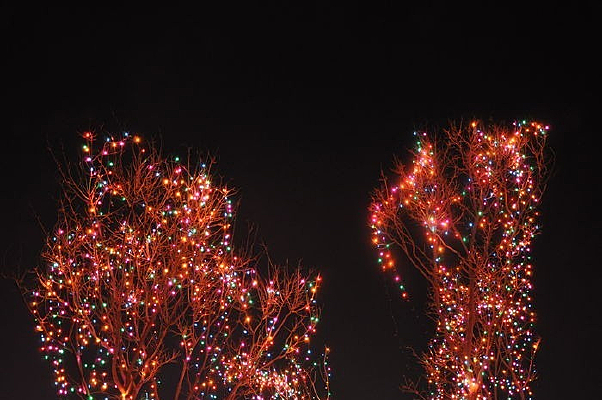 �����ʵƵ�������