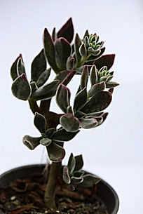 ������϶���ֲ��