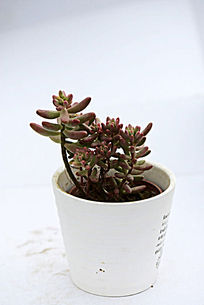 ��ɫ���ζ���ֲ��