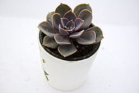 ��ɫ�ɻ��ζ���ֲ��