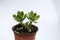 �����������ֲ��